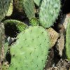 Opuntia_streptacantha